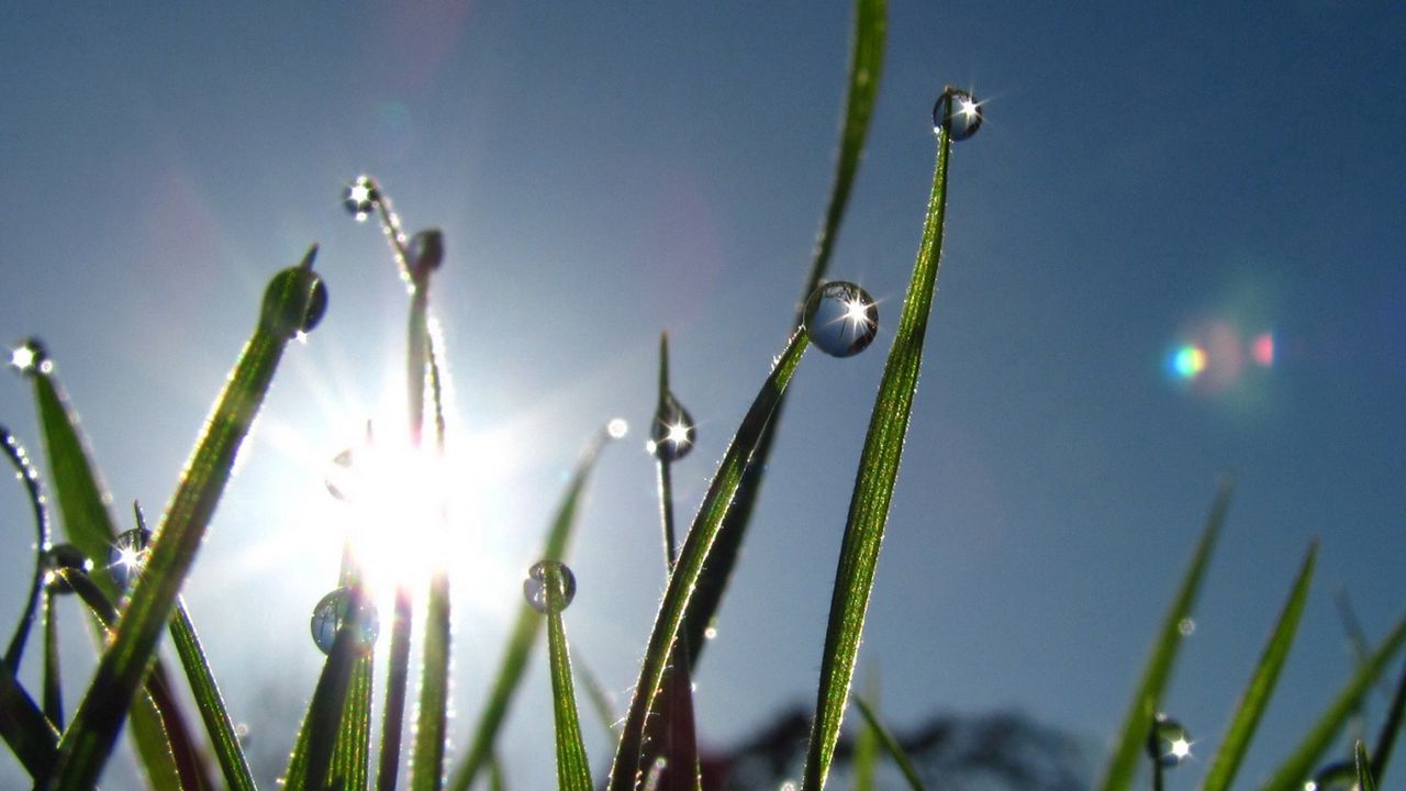 Wallpaper grass, morning, dew, drops, flare