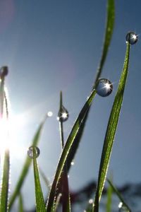 Preview wallpaper grass, morning, dew, drops, flare