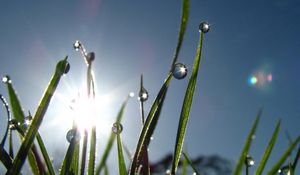 Preview wallpaper grass, morning, dew, drops, flare