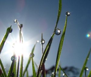Preview wallpaper grass, morning, dew, drops, flare