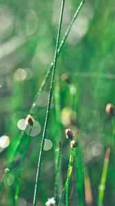 Preview wallpaper grass, morning, drops, shine, glare