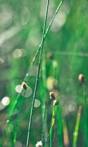 Preview wallpaper grass, morning, drops, shine, glare