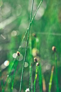 Preview wallpaper grass, morning, drops, shine, glare