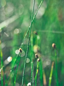 Preview wallpaper grass, morning, drops, shine, glare