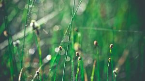 Preview wallpaper grass, morning, drops, shine, glare