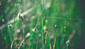 Preview wallpaper grass, morning, drops, shine, glare