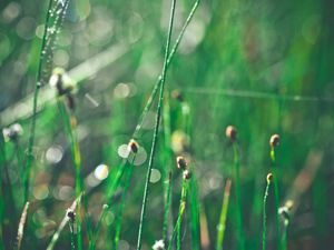 Preview wallpaper grass, morning, drops, shine, glare