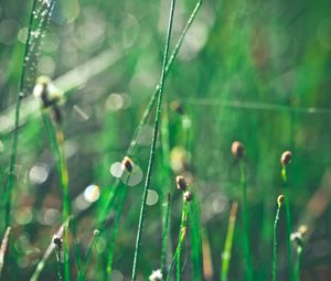 Preview wallpaper grass, morning, drops, shine, glare