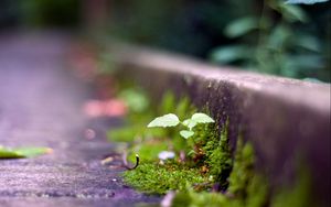 Preview wallpaper grass, moss, light, dark