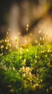 Preview wallpaper grass, moss, macro, green