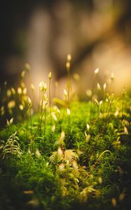 Preview wallpaper grass, moss, macro, green