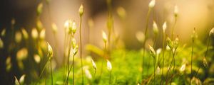 Preview wallpaper grass, moss, macro, green