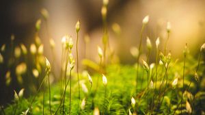 Preview wallpaper grass, moss, macro, green