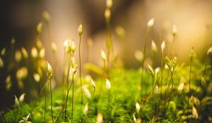 Preview wallpaper grass, moss, macro, green