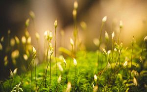 Preview wallpaper grass, moss, macro, green