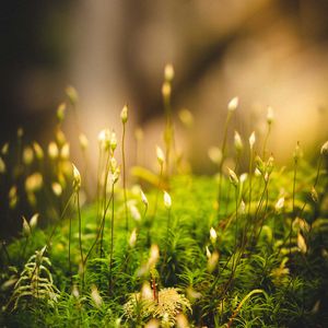 Preview wallpaper grass, moss, macro, green