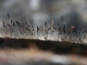 Preview wallpaper grass, moss, shadows