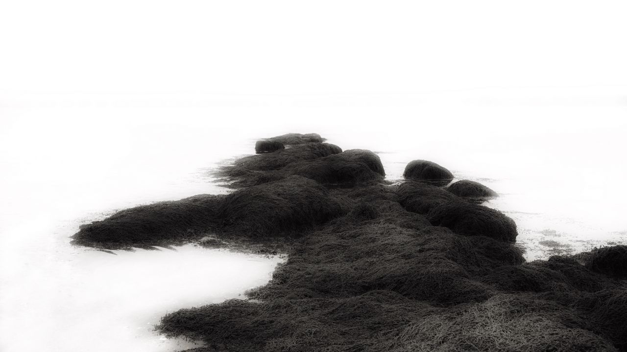 Wallpaper grass, moss, snow, bw