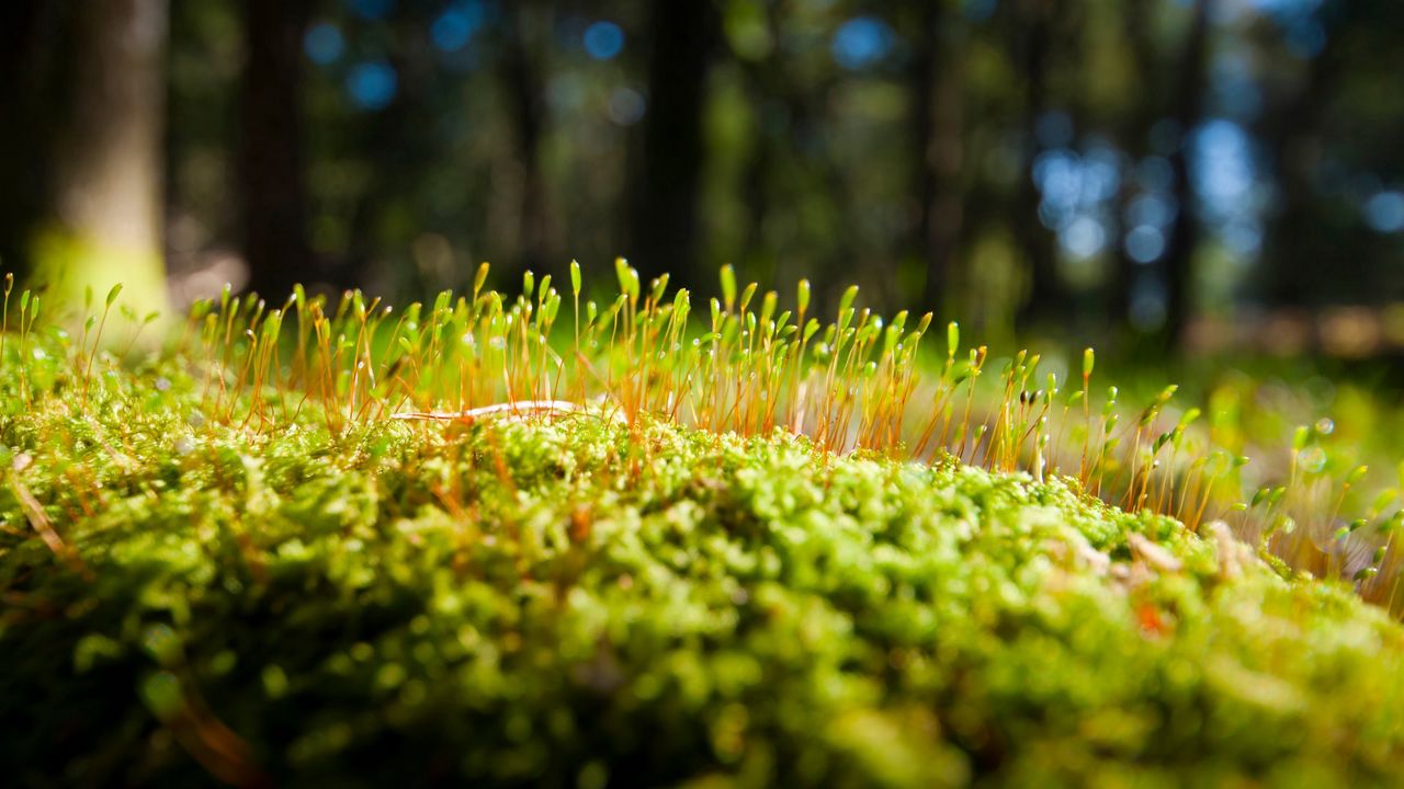 Wallpaper grass, moss, surface
