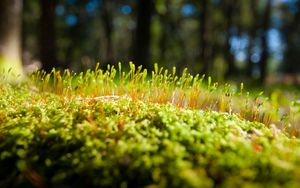 Preview wallpaper grass, moss, surface