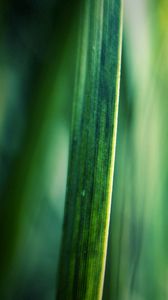 Preview wallpaper grass, motion blur, background, light