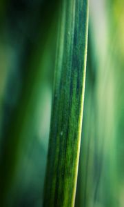 Preview wallpaper grass, motion blur, background, light