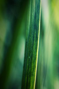 Preview wallpaper grass, motion blur, background, light