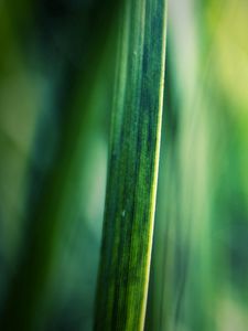 Preview wallpaper grass, motion blur, background, light