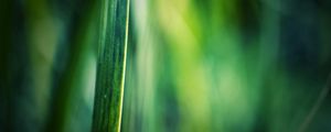 Preview wallpaper grass, motion blur, background, light