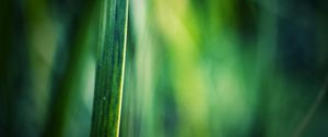 Preview wallpaper grass, motion blur, background, light