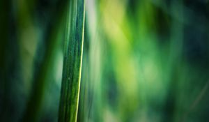 Preview wallpaper grass, motion blur, background, light