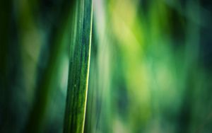 Preview wallpaper grass, motion blur, background, light