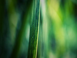 Preview wallpaper grass, motion blur, background, light