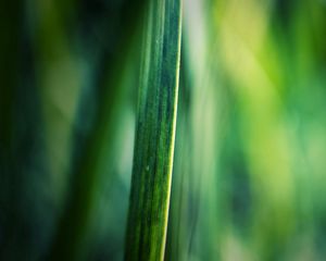 Preview wallpaper grass, motion blur, background, light