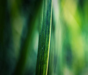 Preview wallpaper grass, motion blur, background, light