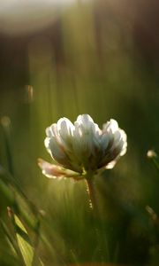 Preview wallpaper grass, motion blur, plant