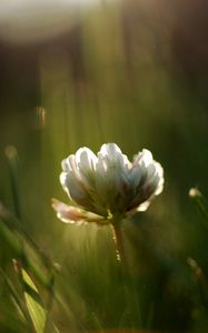 Preview wallpaper grass, motion blur, plant