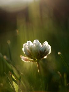 Preview wallpaper grass, motion blur, plant