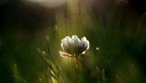 Preview wallpaper grass, motion blur, plant