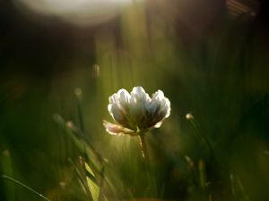 Preview wallpaper grass, motion blur, plant