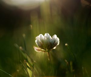 Preview wallpaper grass, motion blur, plant