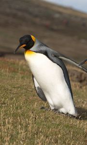 Preview wallpaper grass, mountain, penguins, wings, slope