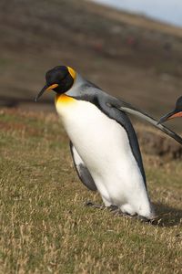 Preview wallpaper grass, mountain, penguins, wings, slope