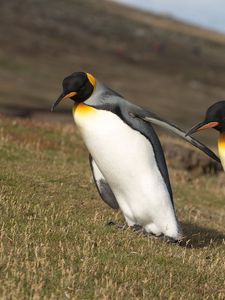 Preview wallpaper grass, mountain, penguins, wings, slope