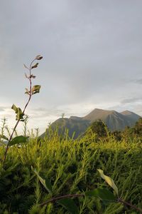 Preview wallpaper grass, mountains, peaks, sky