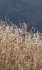 Preview wallpaper grass, nature, blur, dry