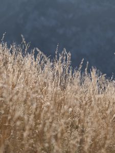 Preview wallpaper grass, nature, blur, dry