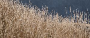 Preview wallpaper grass, nature, blur, dry