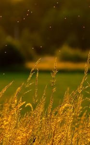 Preview wallpaper grass, nature, blur