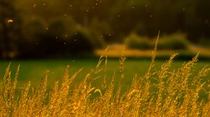 Preview wallpaper grass, nature, blur